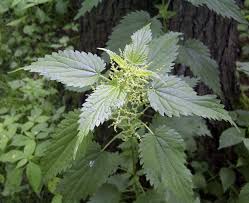 nettle