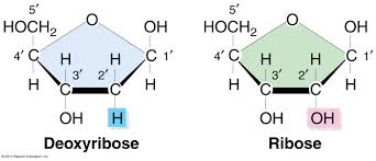 ribose