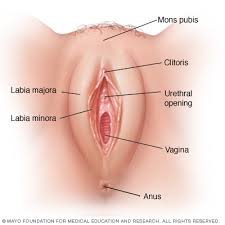 vulva