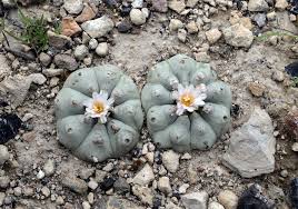 peyote