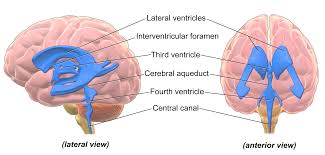 ventricle