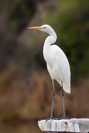 egret