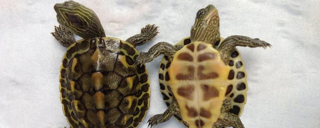烏龜愛與什麼動物在一起 烏龜最愛和什麼動物呆在一起