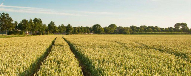 豫農98小麥種怎麼樣 種植方法