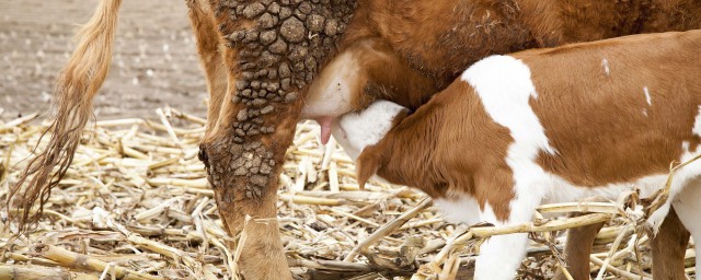 牛怎麼分娩 牛分娩過程是什麼樣的？