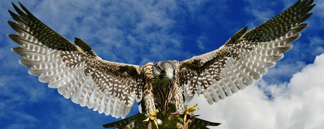 獵鷹為什麼要戴眼罩 鷹有很強的攻擊性帶上眼罩鷹就會安靜下來