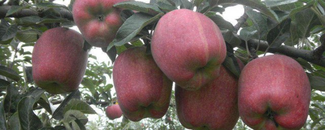 甘肅哪些地方有蘋果 蘋果產地
