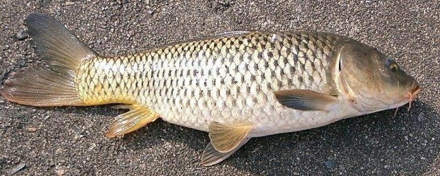 水庫釣鯉魚釣多深 釣鯉魚釣多深的水