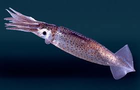 squid