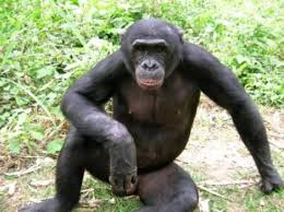 ape