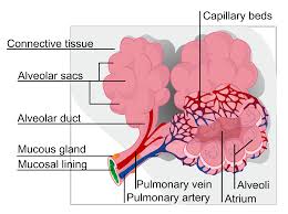 alveolus