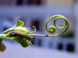 tendril