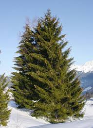 spruce