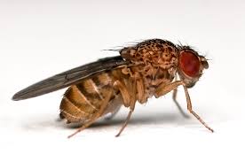 drosophila