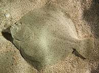 flatfish