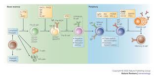 immunodeficiency