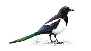 magpie