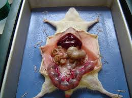 dissect