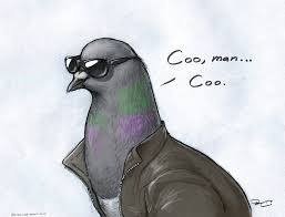 coo