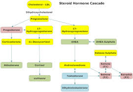 hormone