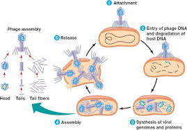 lytic