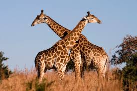 giraffe