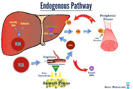 endogenous