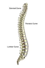 spine