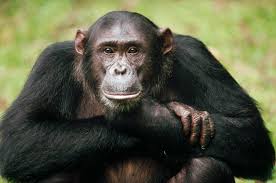 chimpanzee