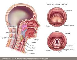 throat