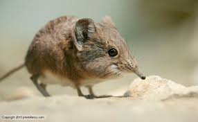 shrew