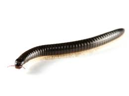 millipede