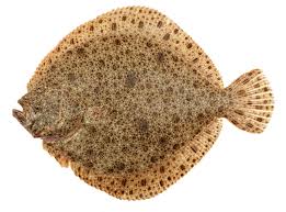 turbot