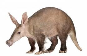 aardvark