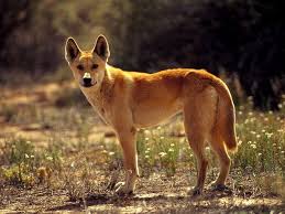 dingo