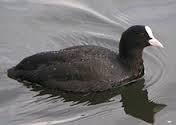 coot