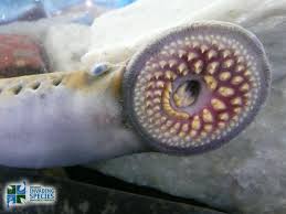 lamprey