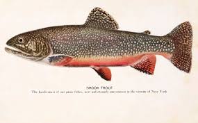 trout