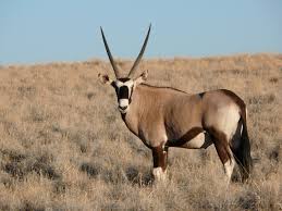 oryx