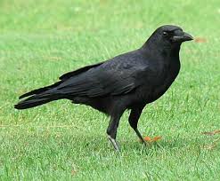 crow