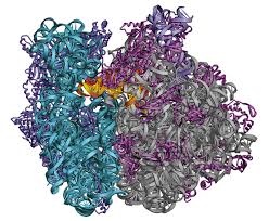 ribosome