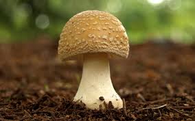 mushroom