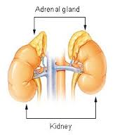 gland