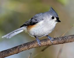 titmouse