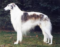 borzoi