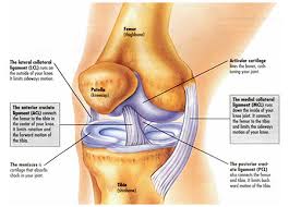 meniscus