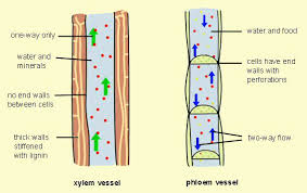 phloem