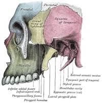 maxilla