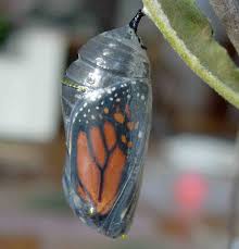 chrysalis