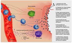 inflammatory